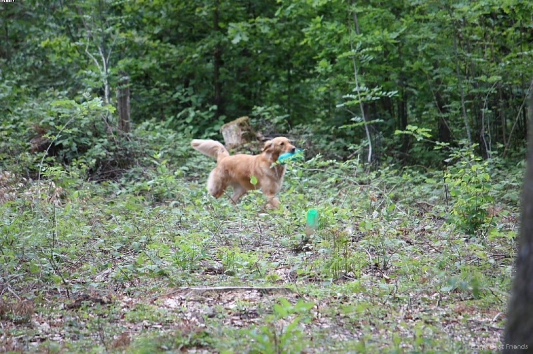 Img 1242906451 595 lg opt