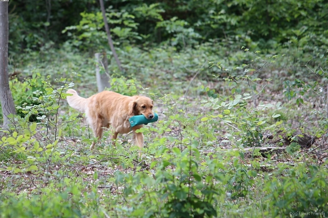 Img 1242906698 506 lg opt