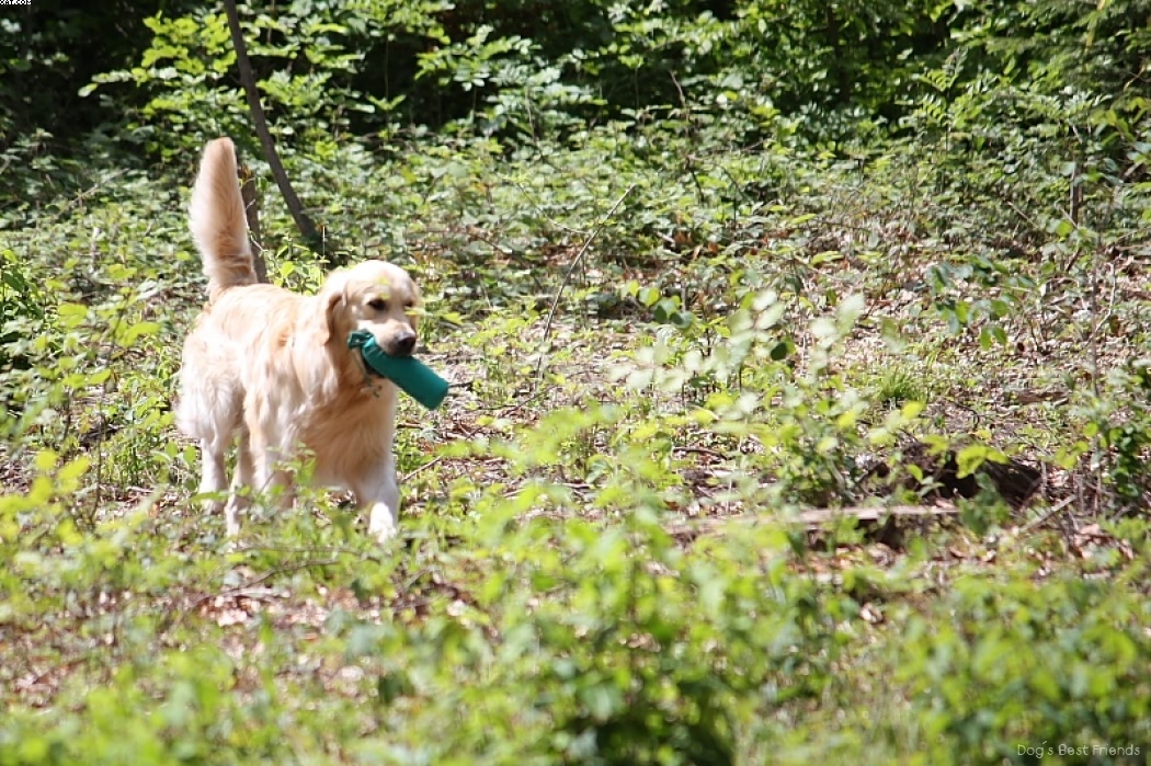 Img 1242907030 518 lg opt