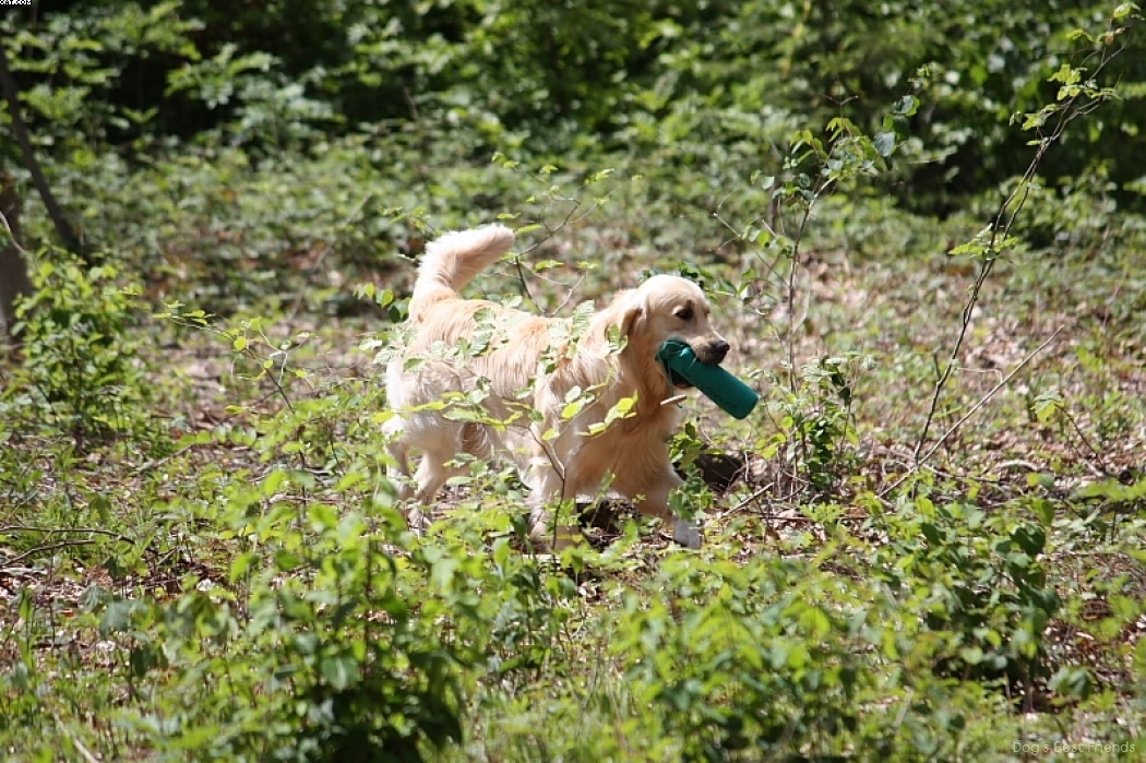 Img 1242907072 782 lg opt