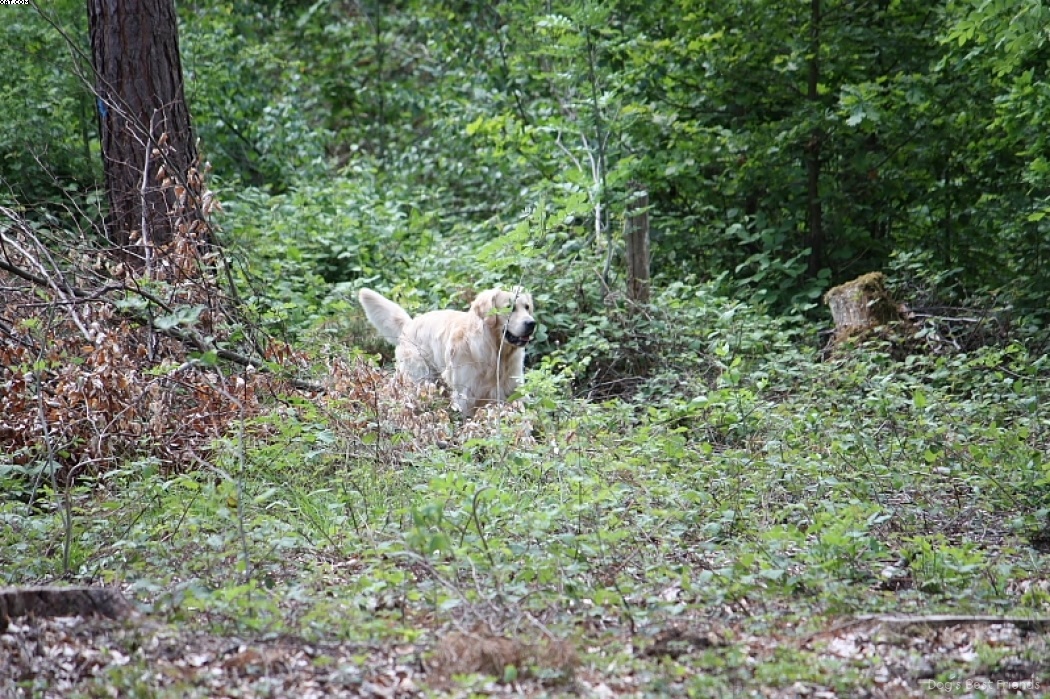 Img 1242907210 431 lg opt