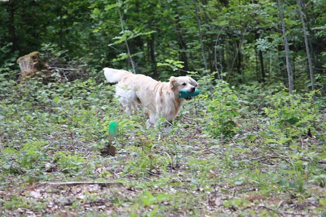 Img 1242907297 142 lg opt