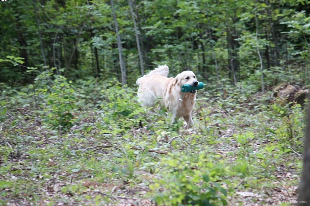 Img 1242907336 882 lg opt