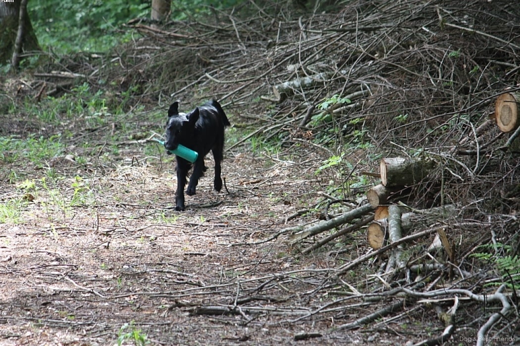 Img 1242907556 317 lg opt