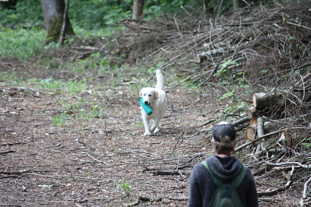 Img 1242907896 272 lg opt