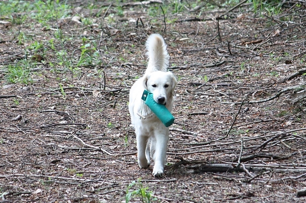 Img 1242907947 526 lg opt