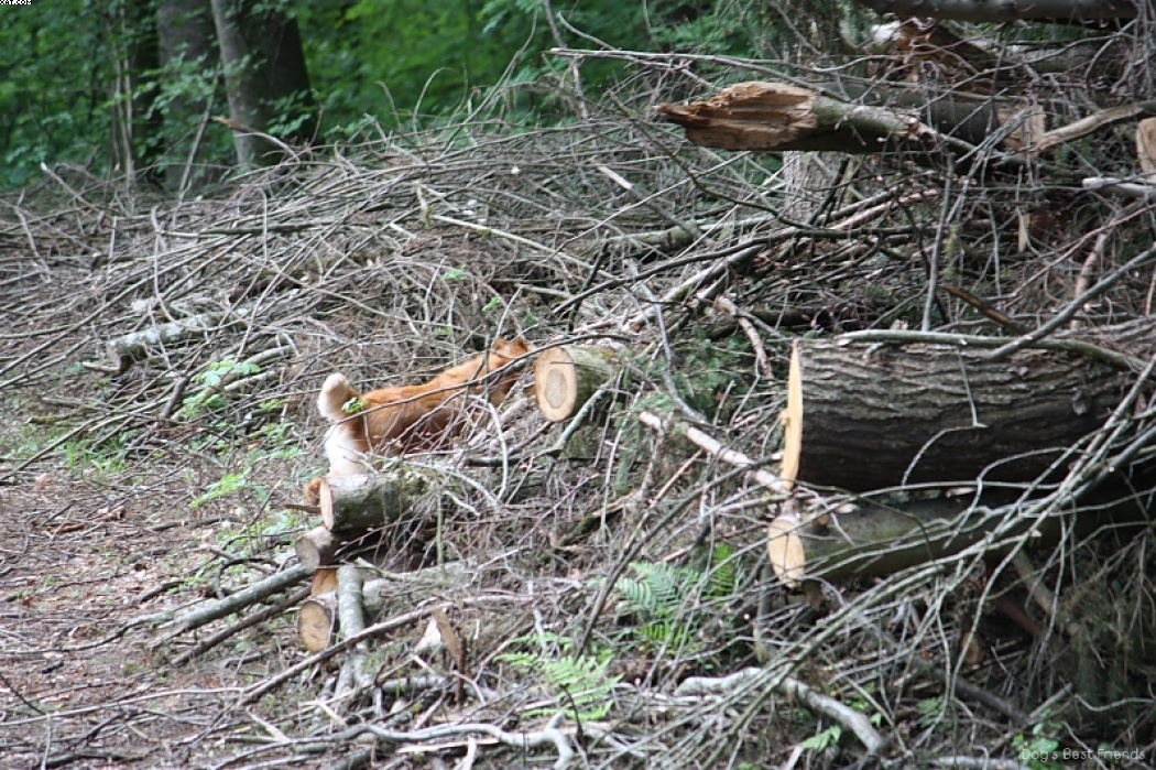 Img 1242909459 400 lg opt