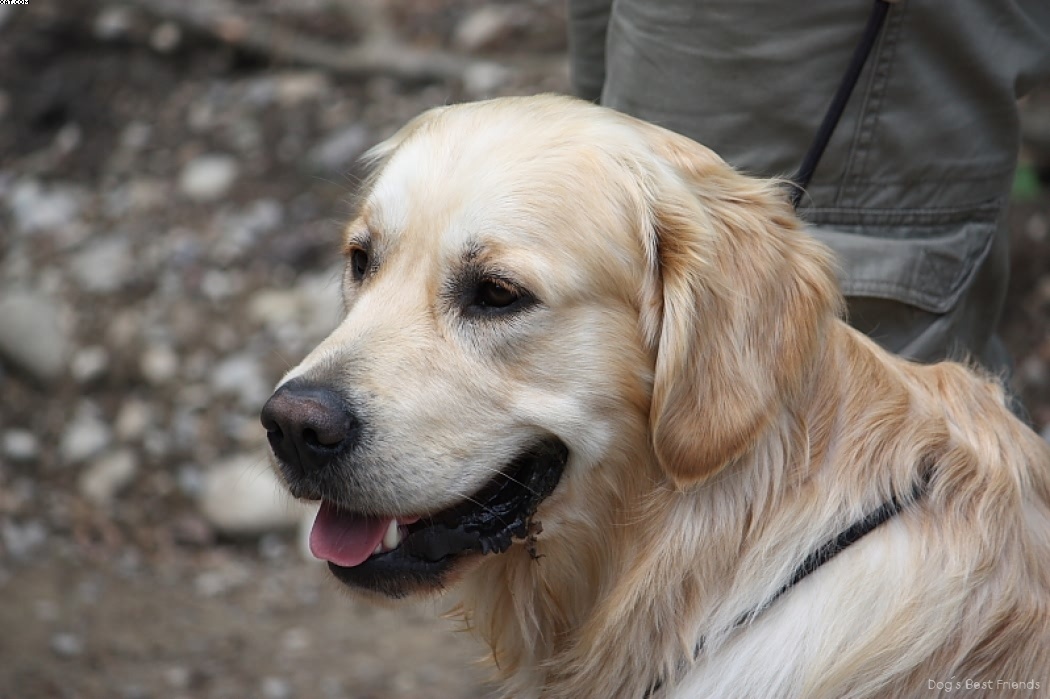 Img 1242909678 11 lg opt