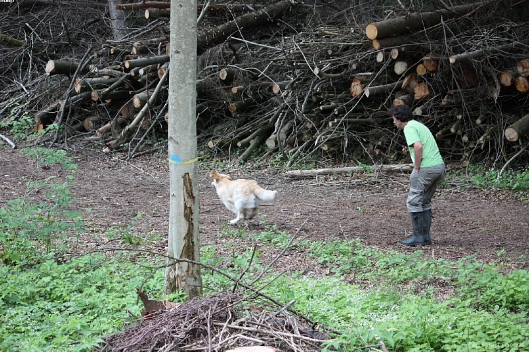 Img 1242909830 705 lg opt