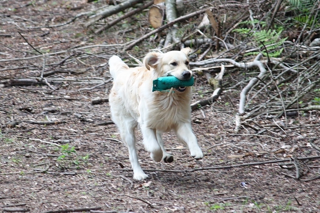 Img 1242910070 244 lg opt