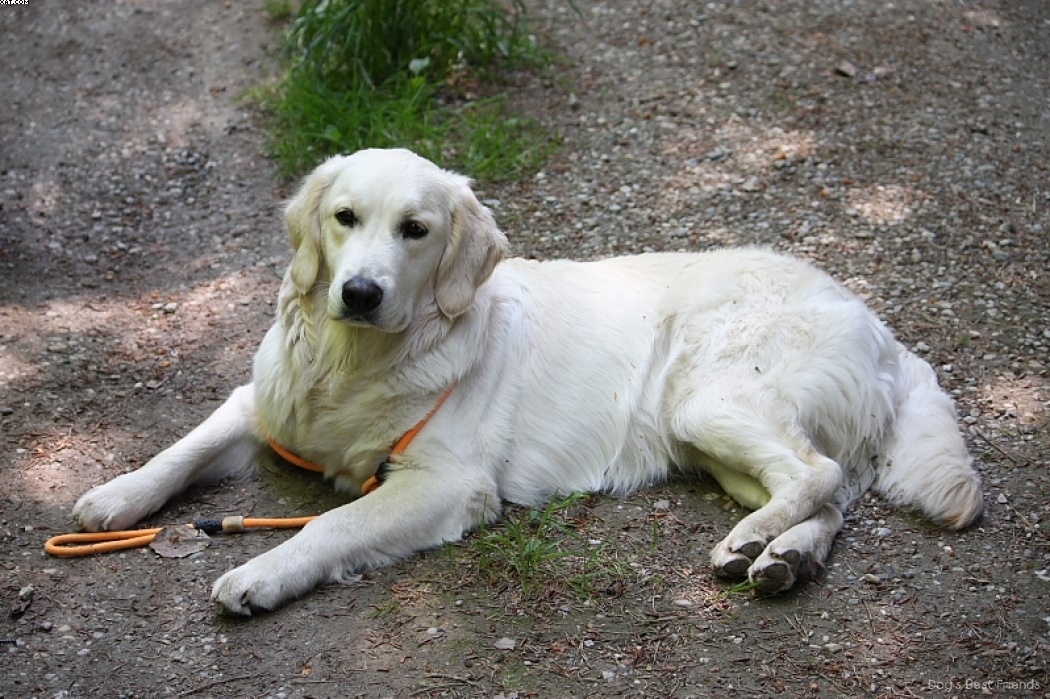 Img 1242910350 356 lg opt