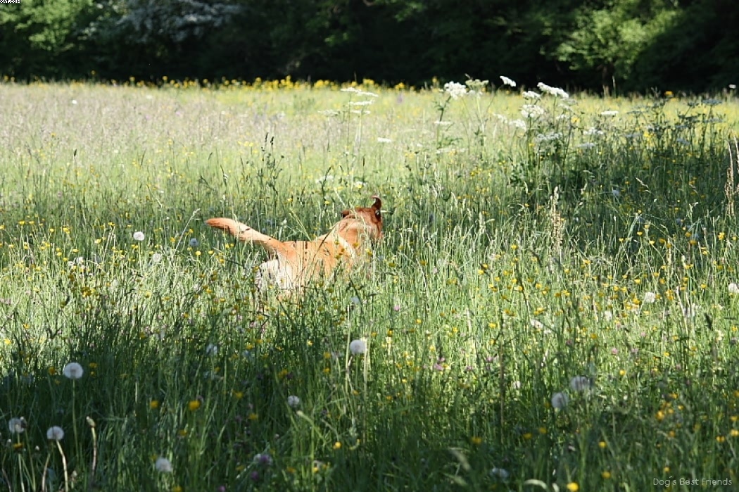 Img 1242910428 448 lg opt