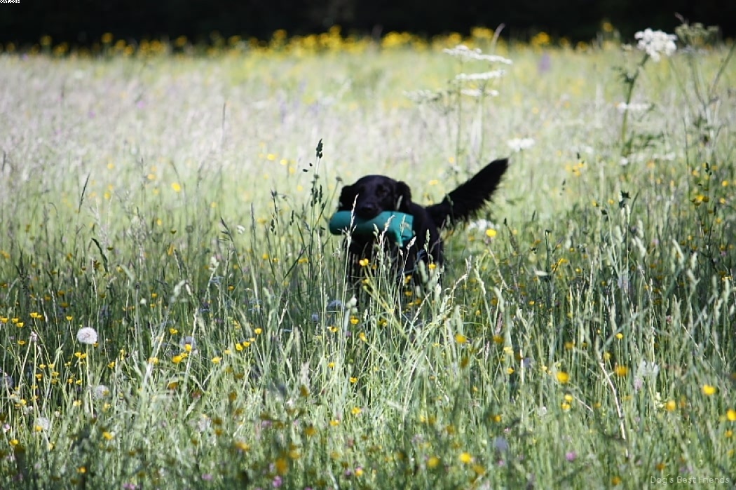 Img 1242910619 706 lg opt