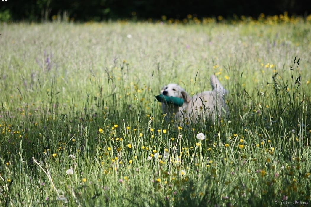 Img 1242910727 457 lg opt