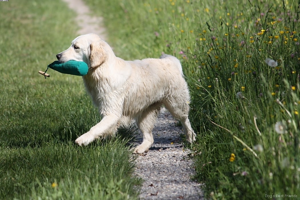 Img 1242910764 558 lg opt