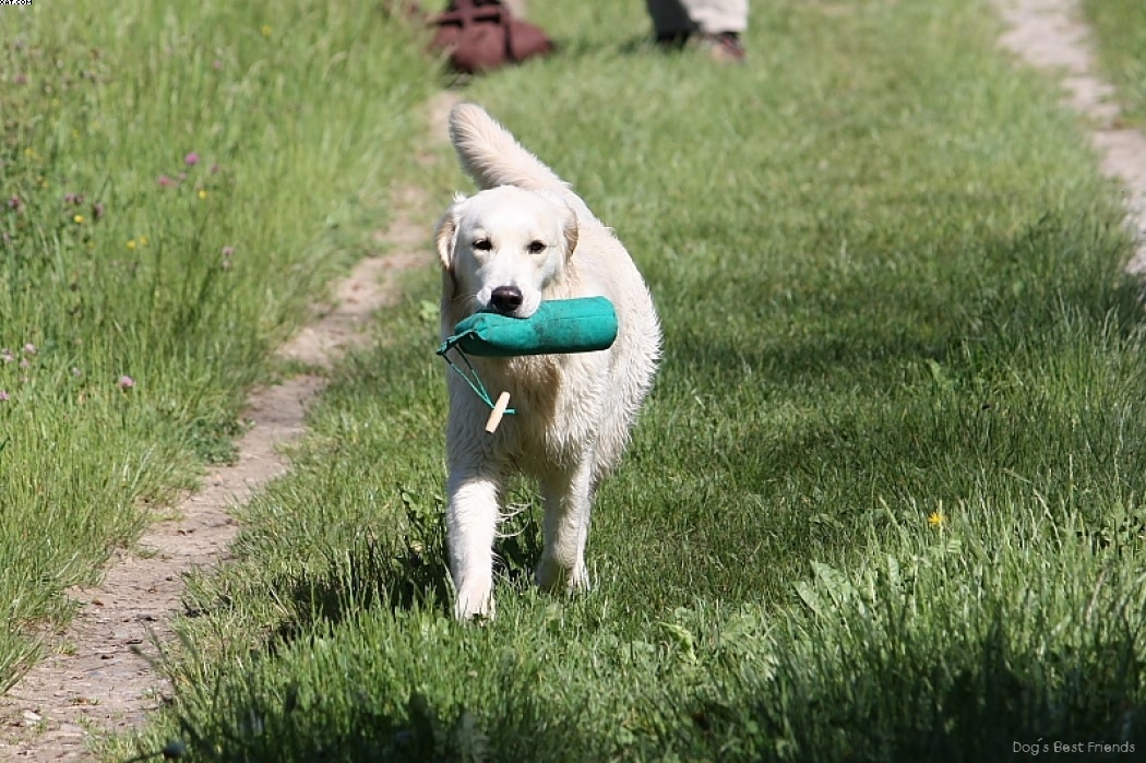 Img 1242910804 402 lg opt