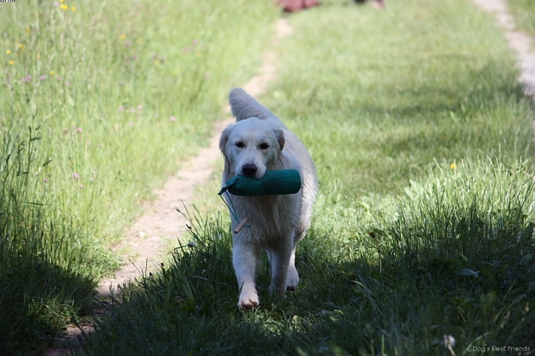 Img 1242910836 78 lg opt