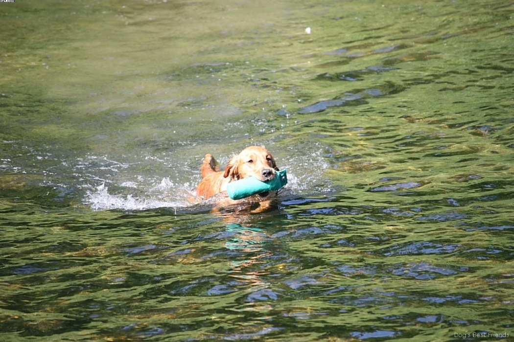 Img 1242911414 529 lg opt