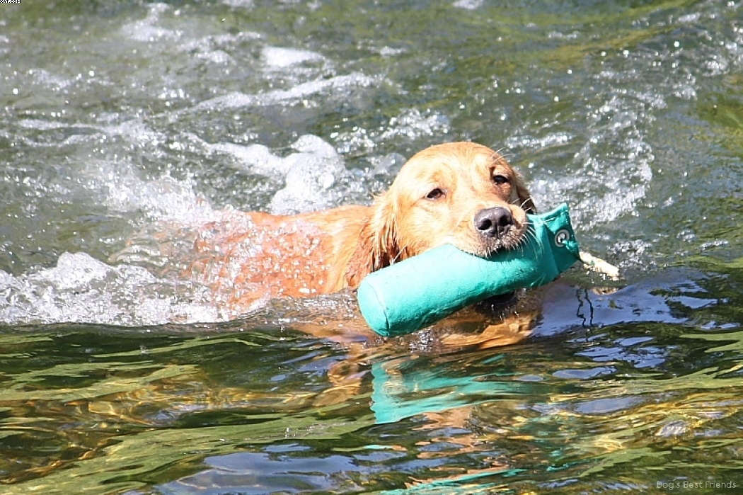 Img 1242911456 892 lg opt