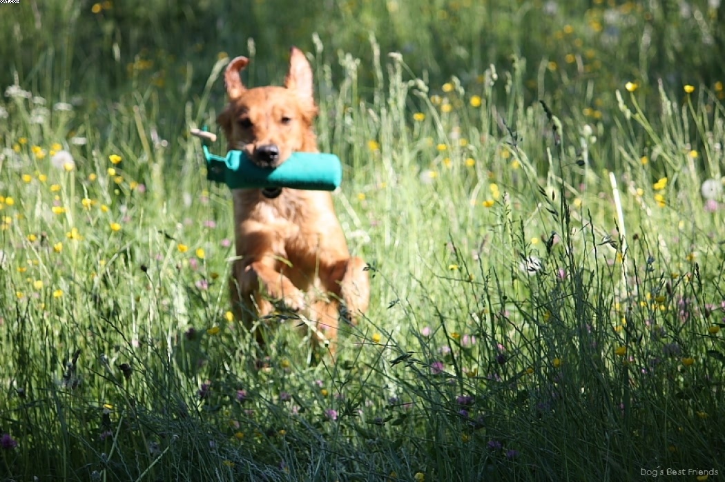 Img 1242911626 399 lg opt