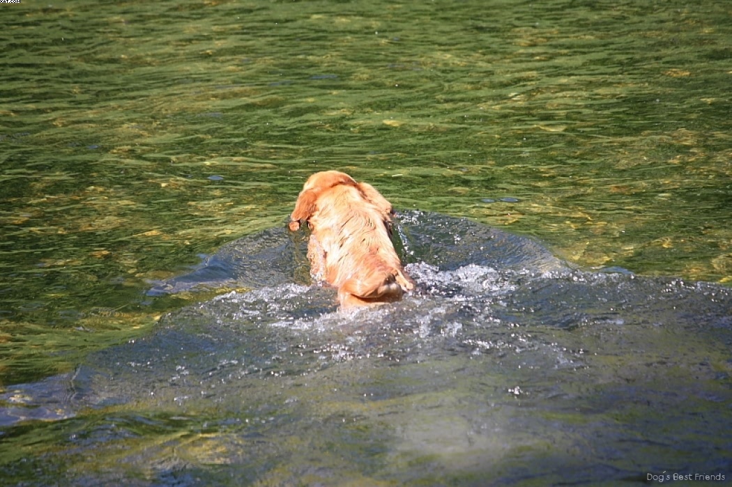 Img 1242912437 131 lg opt