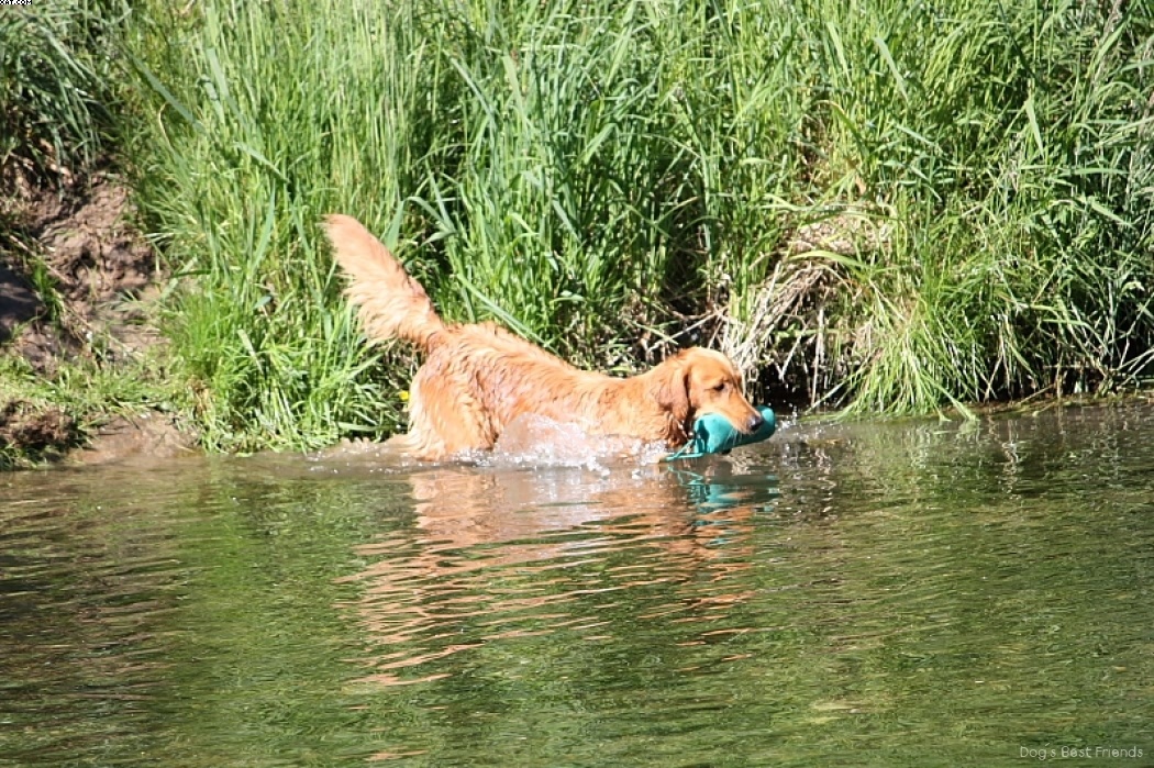 Img 1242912760 707 lg opt