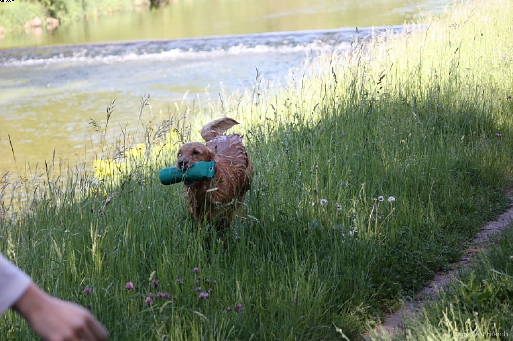 Img 1242913334 115 lg opt