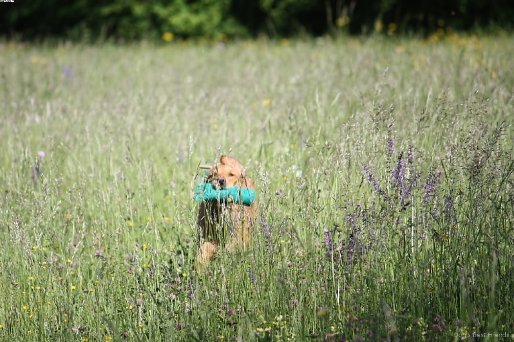 Img 1242913370 510 lg opt