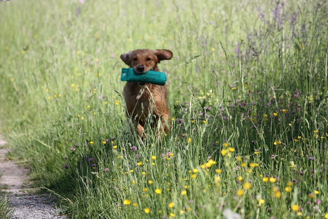 Img 1242913407 683 lg opt