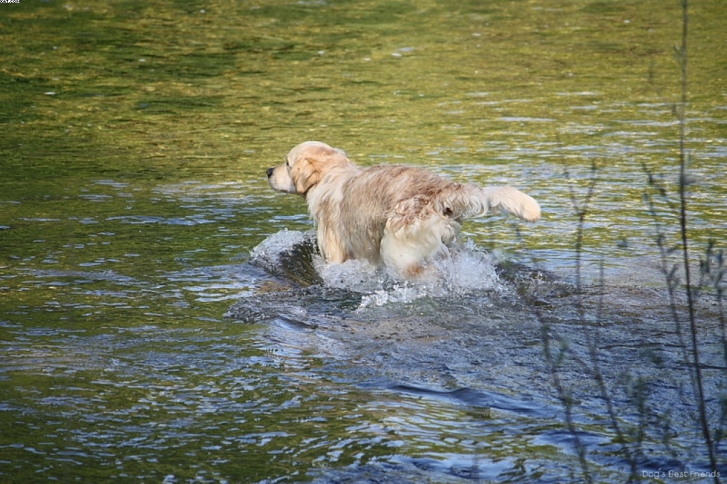 Img 1242913490 436 lg opt