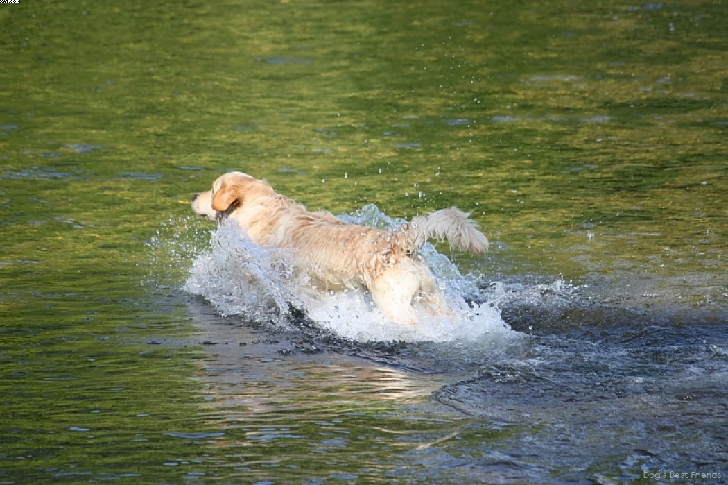 Img 1242913524 676 lg opt