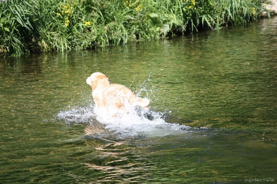 Img 1242913607 558 lg opt