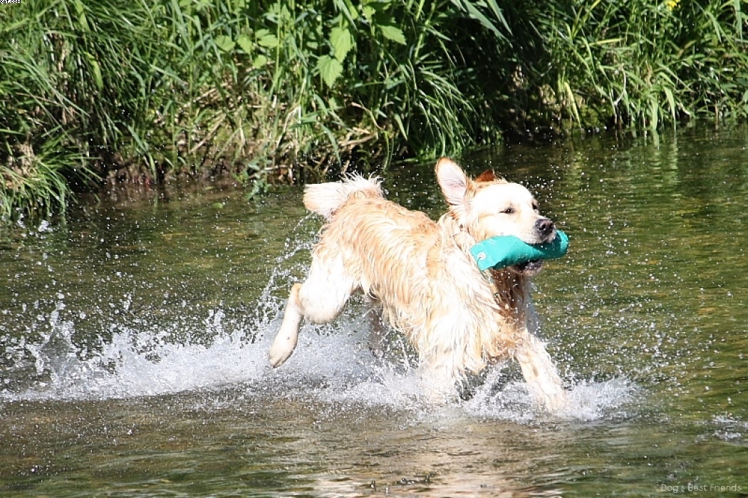 Img 1242913785 234 lg opt