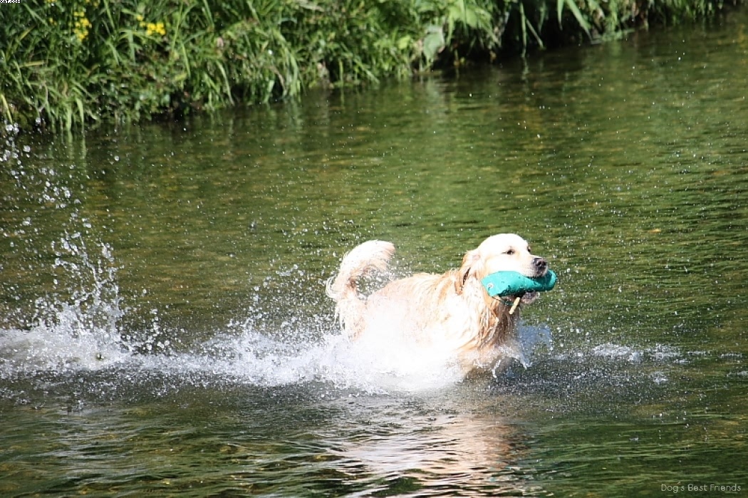 Img 1242913830 427 lg opt