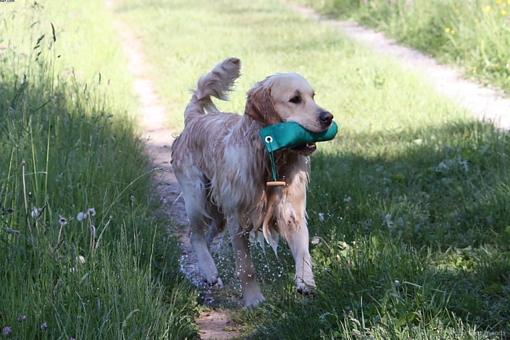 Img 1242913942 706 lg opt