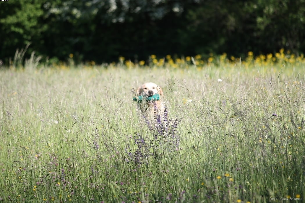 Img 1242913977 901 lg opt