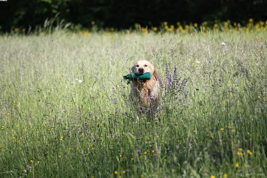 Img 1242914015 830 lg opt