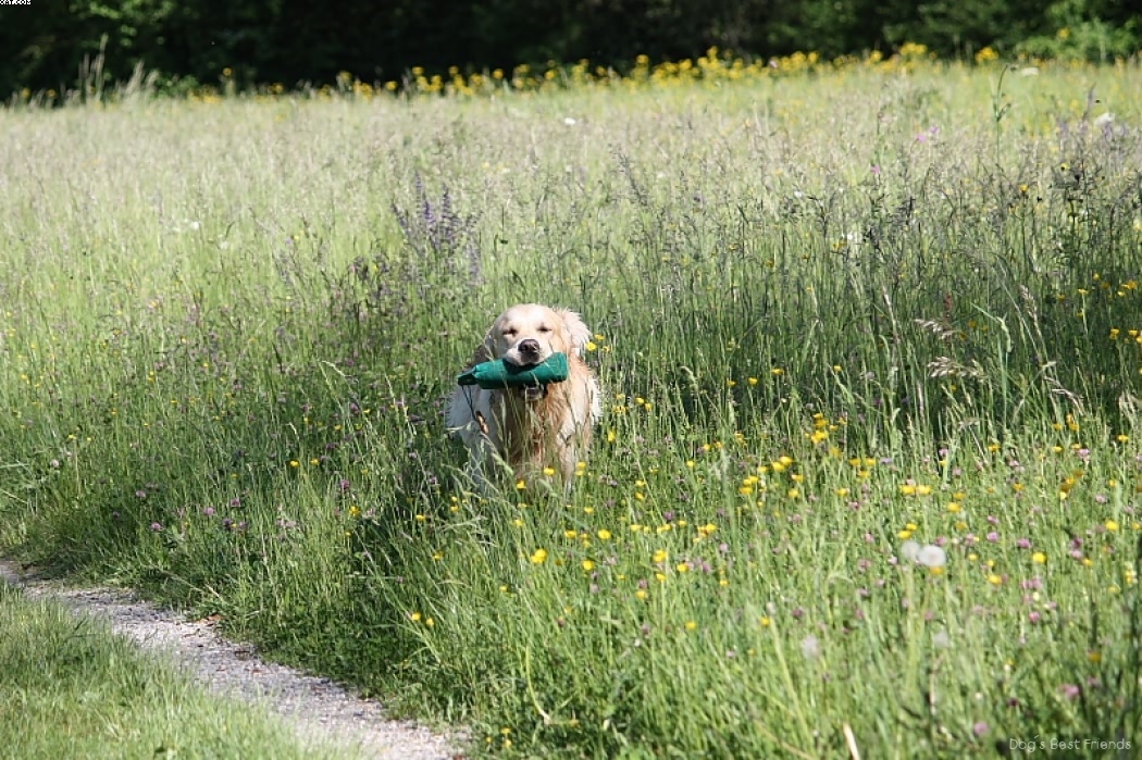 Img 1242914061 79 lg opt