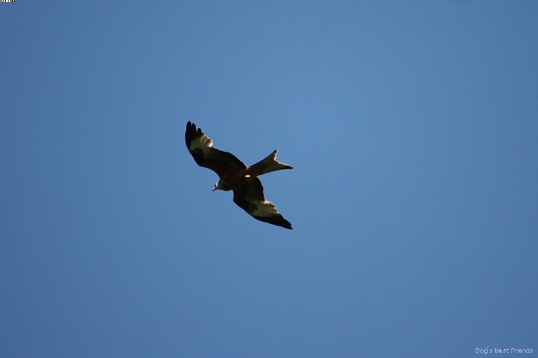 Img 1242914152 419 lg opt