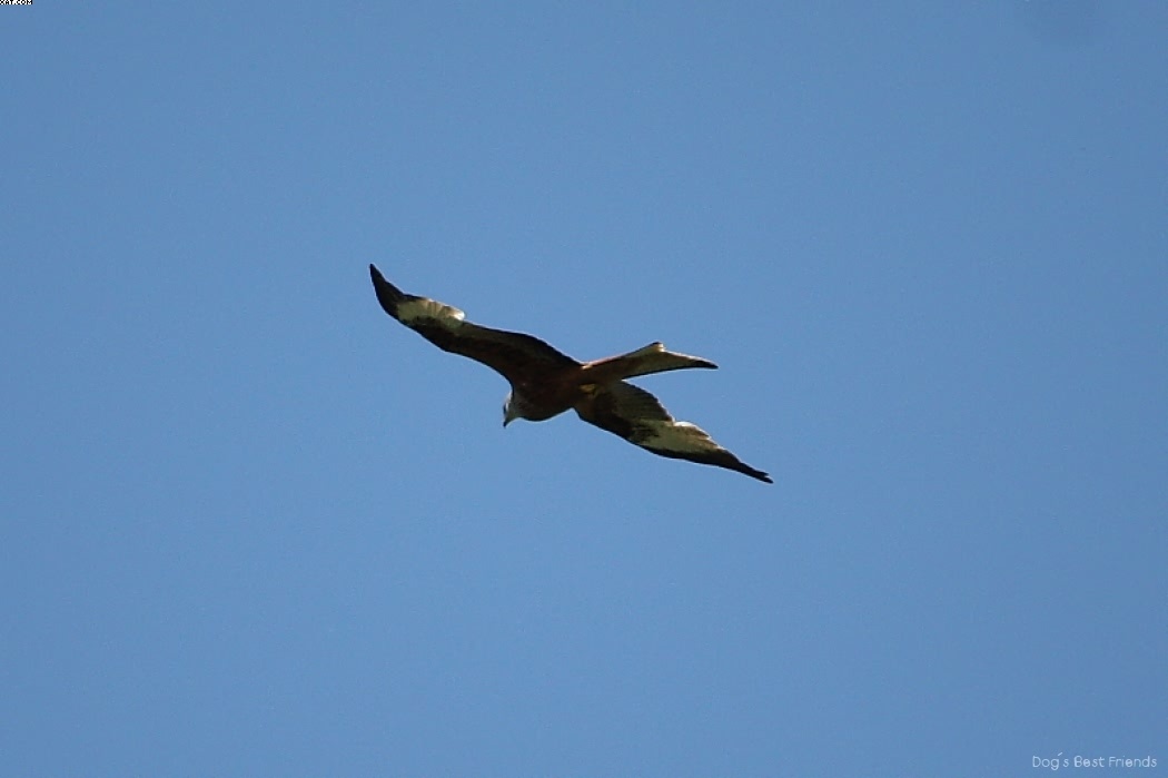 Img 1242914172 325 lg opt