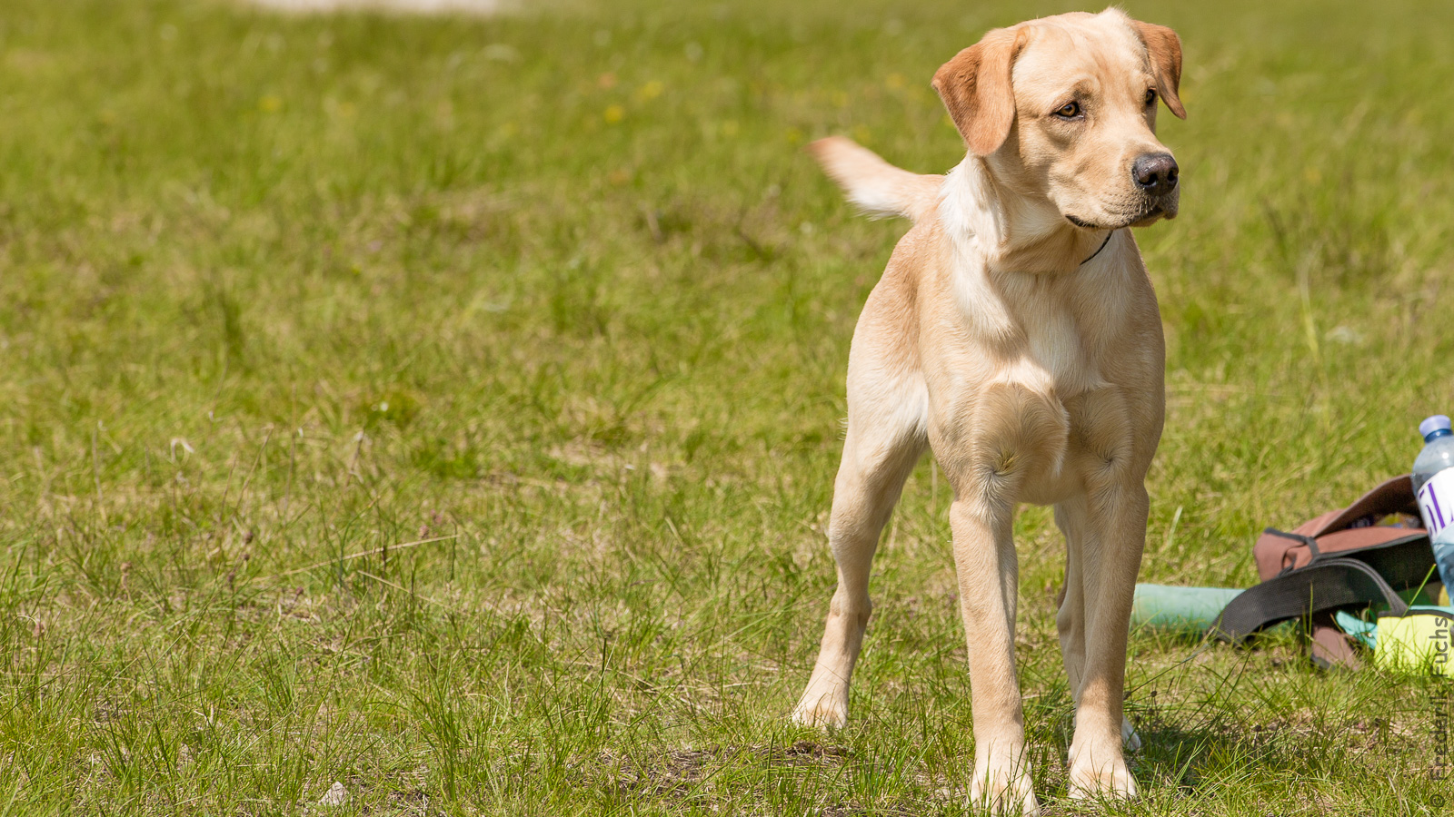 20160505 IMGL6071 Bearbeitet Bearbeitet