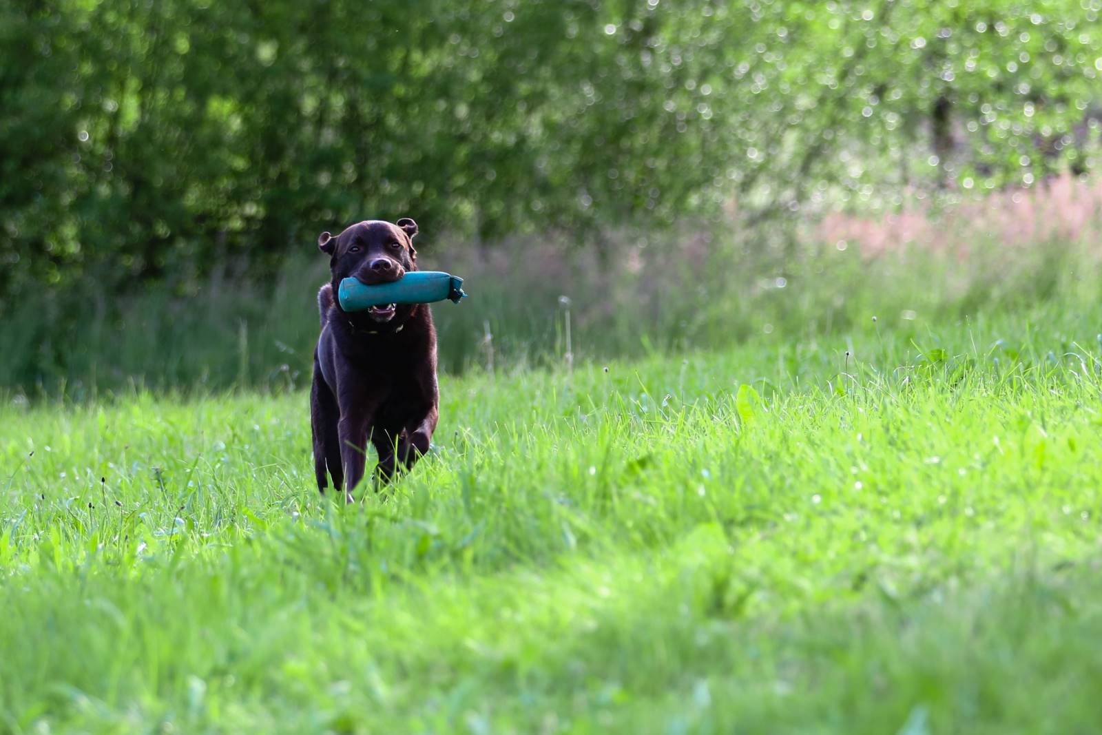 Limgl1378 20130609 1567626897