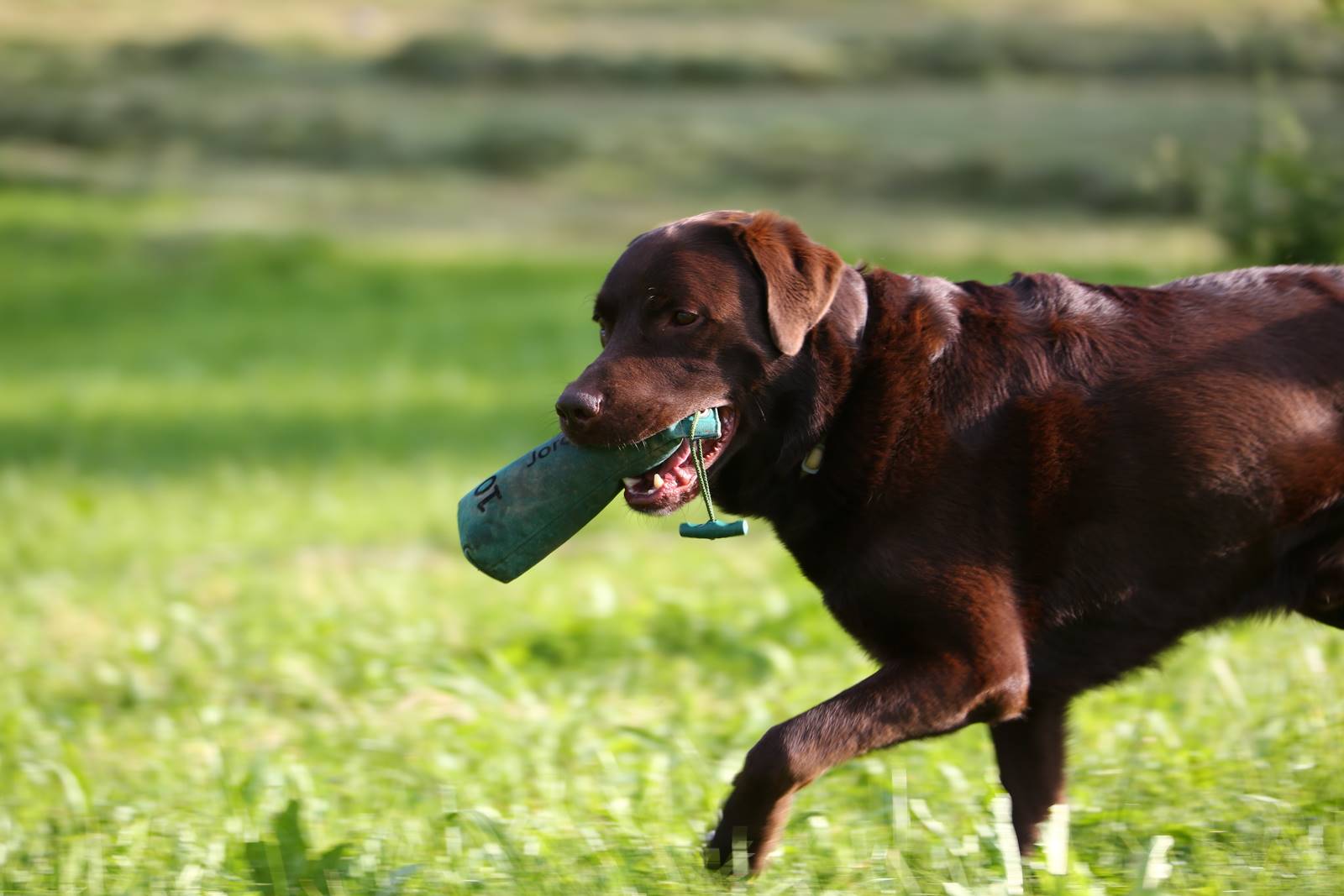 Limgl1399 20130609 2013994858