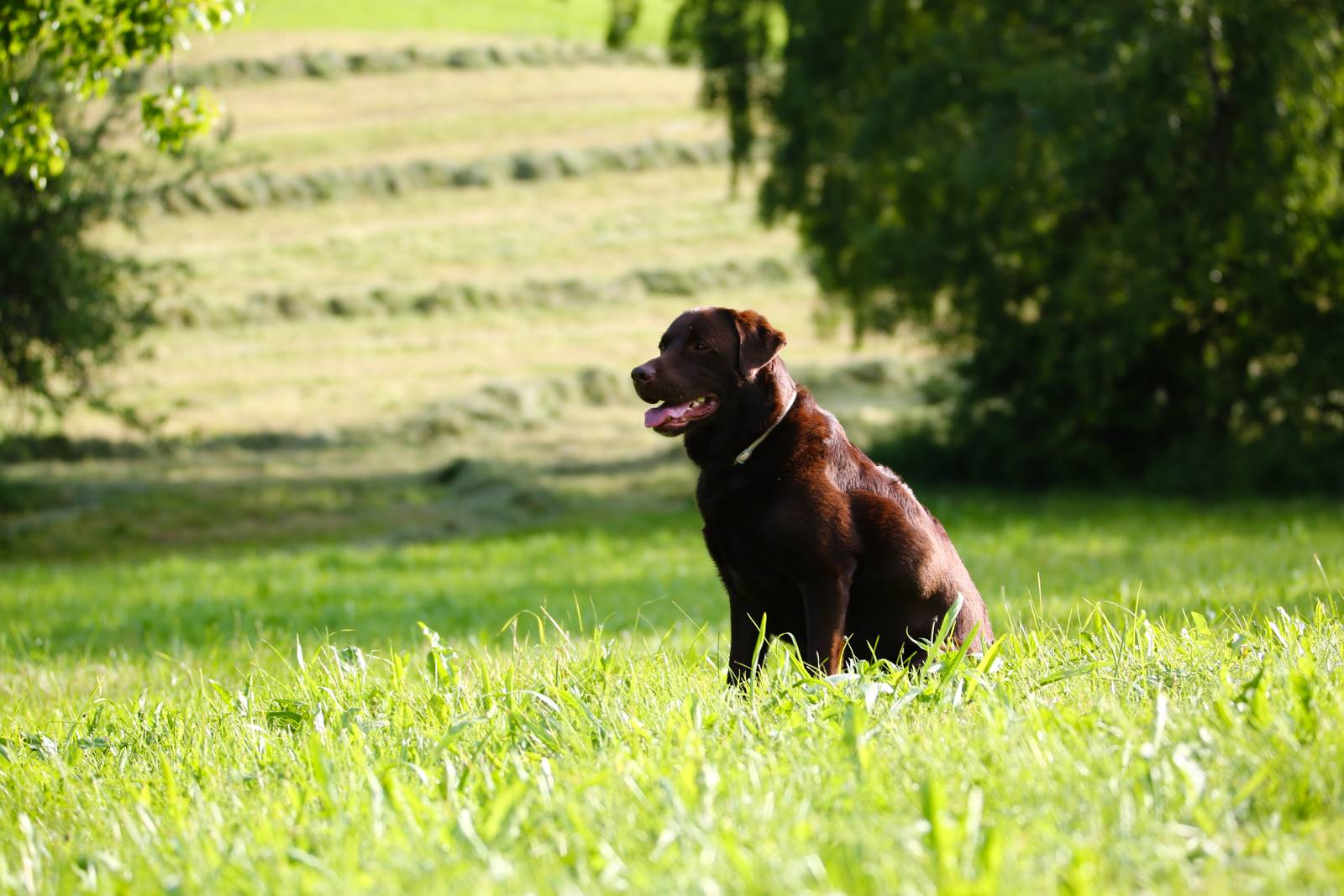 Limgl1403 20130609 1291238902