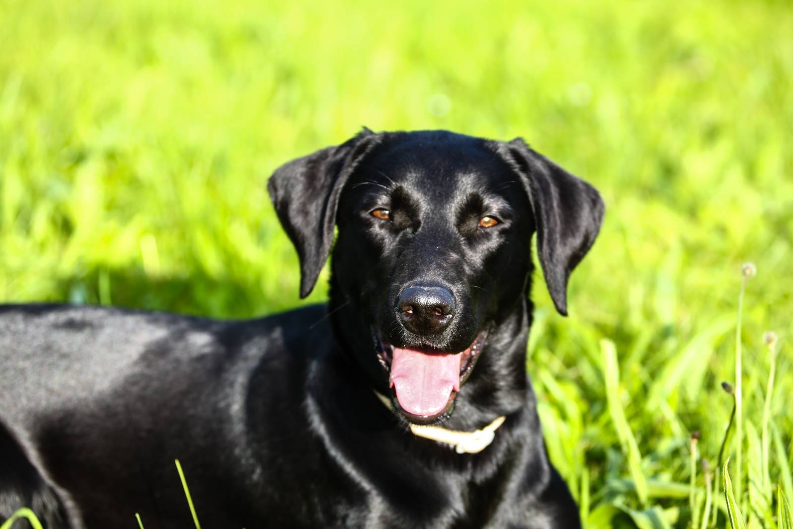 Limgl1413 20130609 1599996039