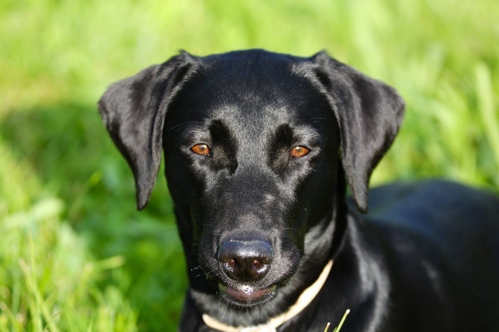 Limgl1416 20130609 1327920679