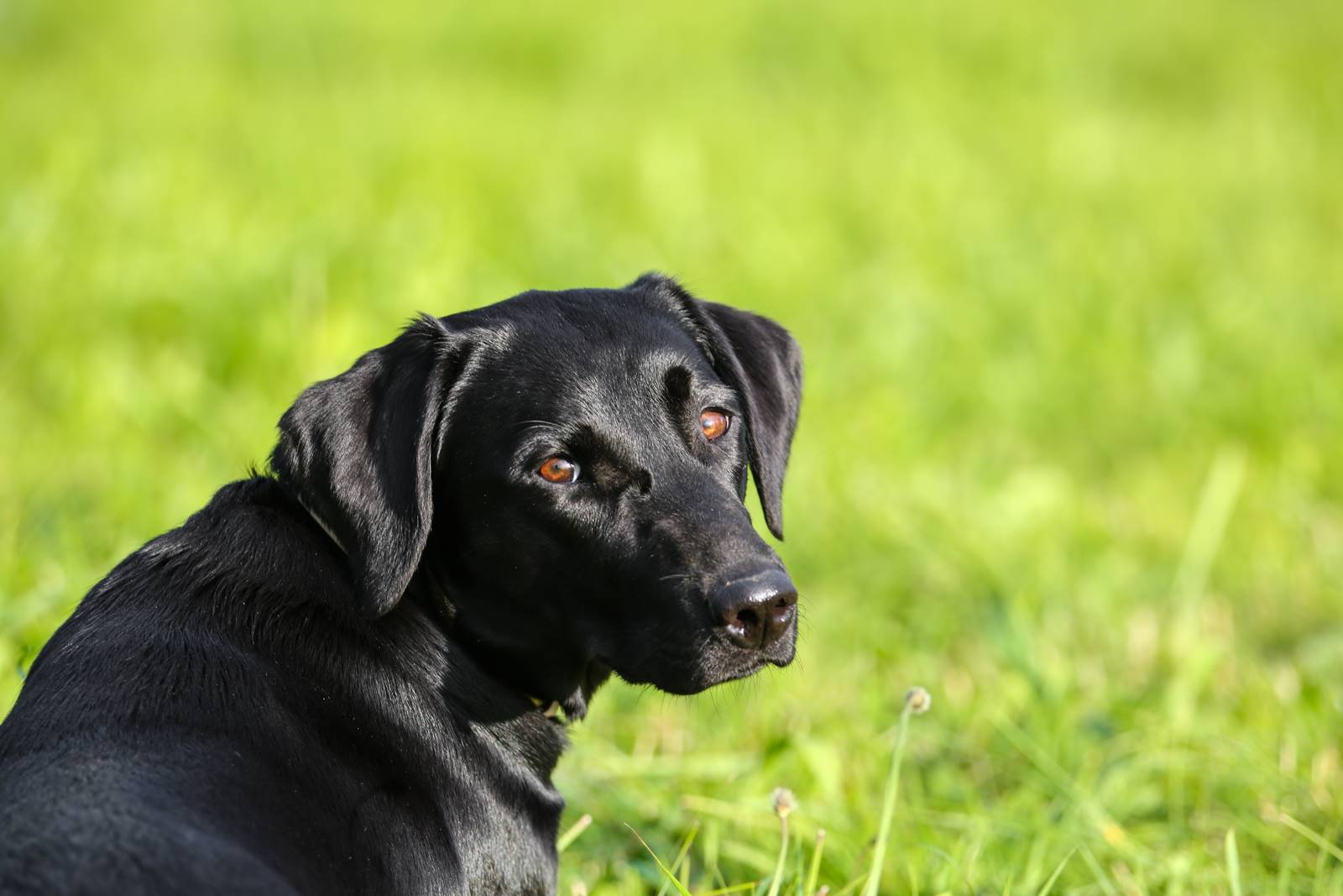 Limgl1419 20130609 1293368770