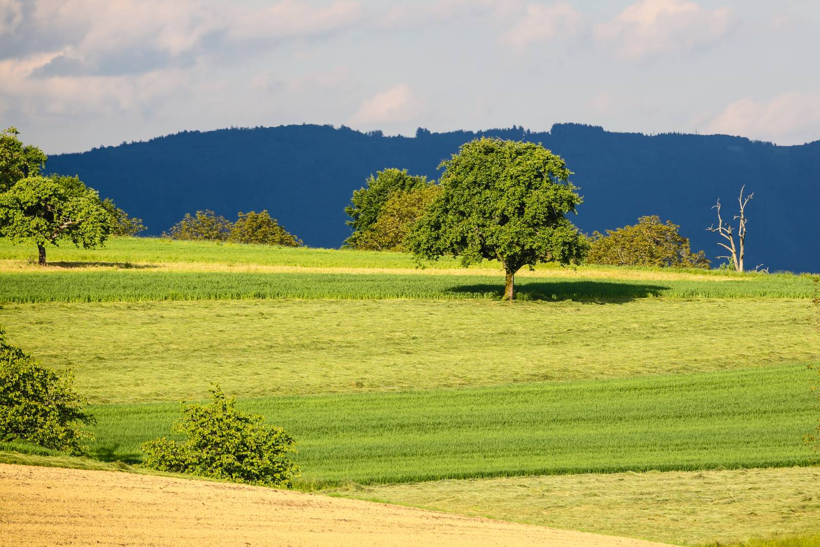 Limgl1425 20130609 1577311716