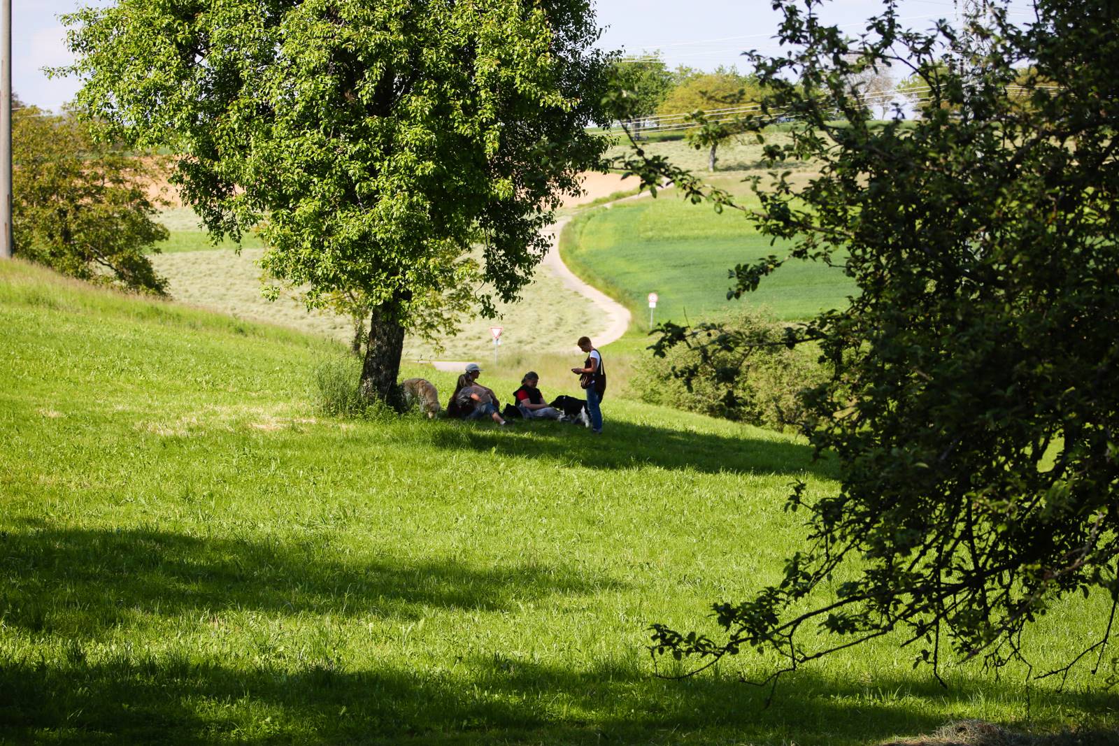 Limgl1436 20130609 1780515815