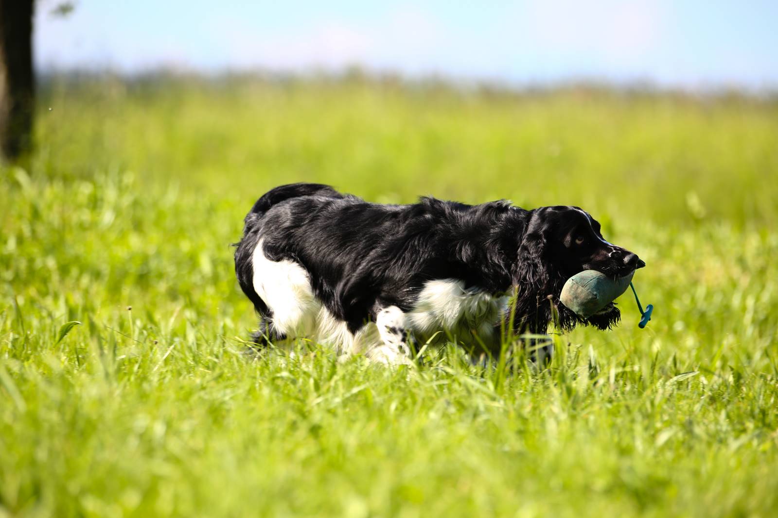 Limgl1445 20130609 1372589397